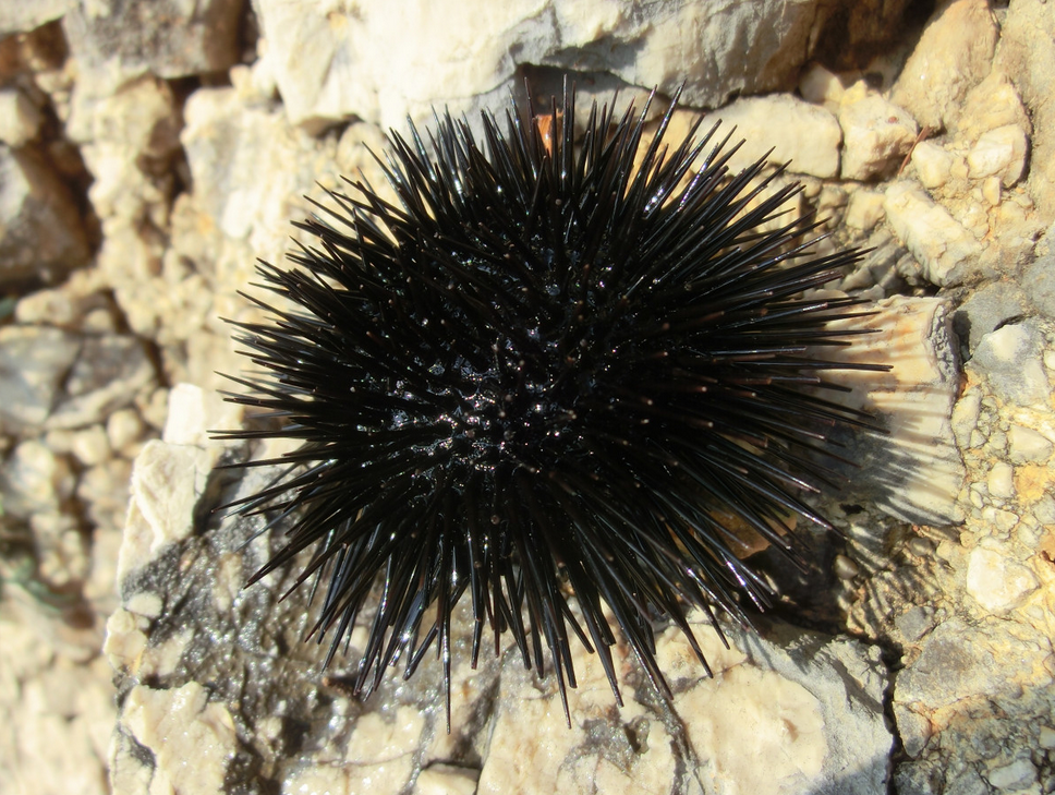 Hrvatska: Iz mora izvadili 3.222 ježa, žestoko su kažnjeni