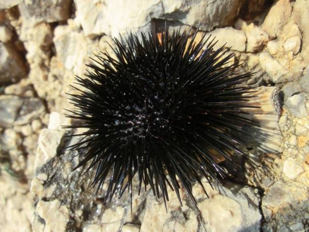 Hrvatska: Iz mora izvadili 3.222 ježa, žestoko su kažnjeni