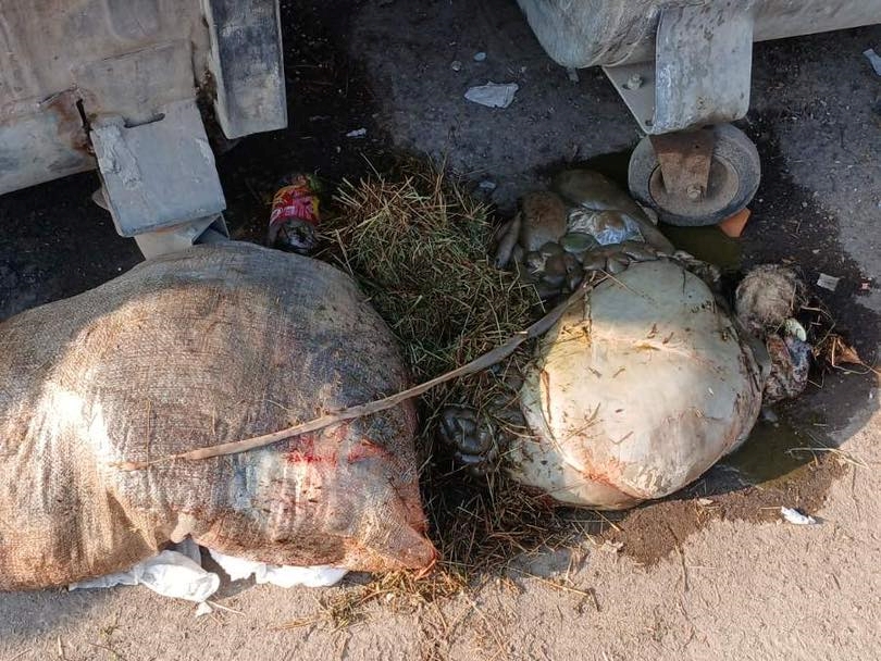 Ilidža: Životinjske iznutrice ostavljene ispred kontejnera u Gladnom Polju