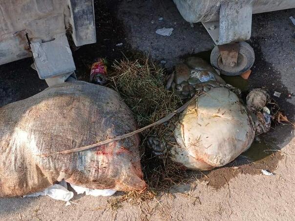 Ilidža: Životinjske iznutrice ostavljene ispred kontejnera u Gladnom Polju