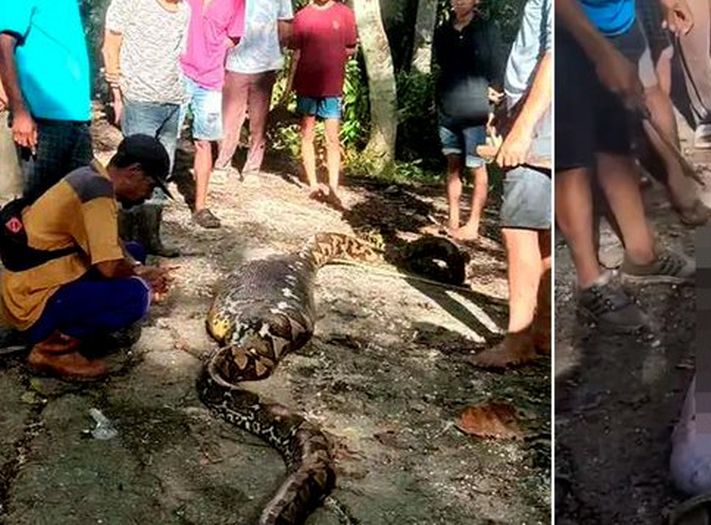 Indonezija: Piton od 8,5 metara progutao farmera