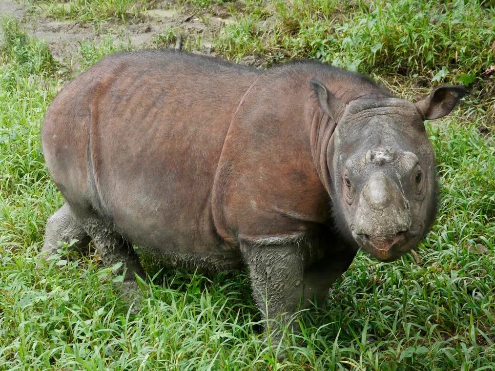 Indonezija pokušava spasiti posljednjeg divljeg borneanskog nosoroga