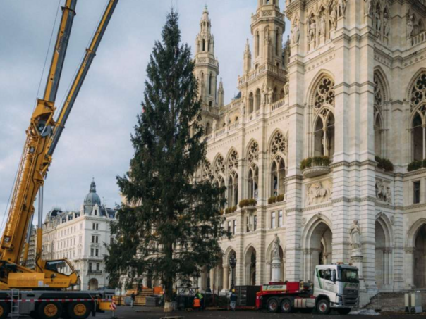 Ispred bečke gradske vijećnice postavljena smreka visoka 28 metara za zimski ugođaj