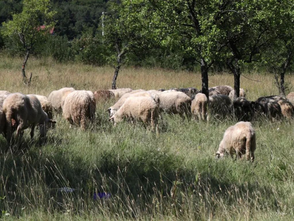 Izdato važno upozorenje za prodaju kurbana i kurbanskog mesa