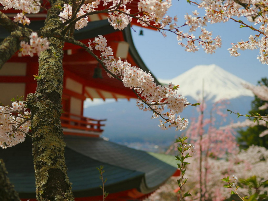 Japan zbog gužvi otkazao festival cvjetanja trešnje kod planine Fuji