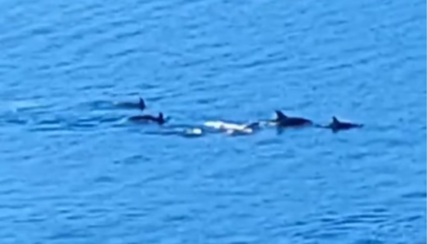 Jato delfina oduševilo posjetioce Neuma