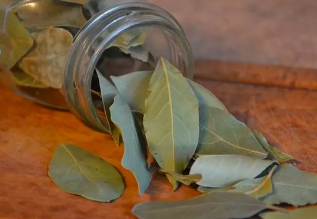 Jedna biljka iz kuhinje rješava problem žohara