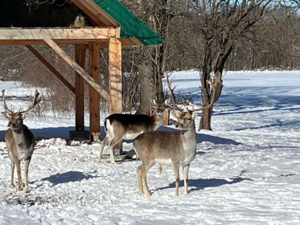 Jeleni lopatari, novi turistički potencijal Livna