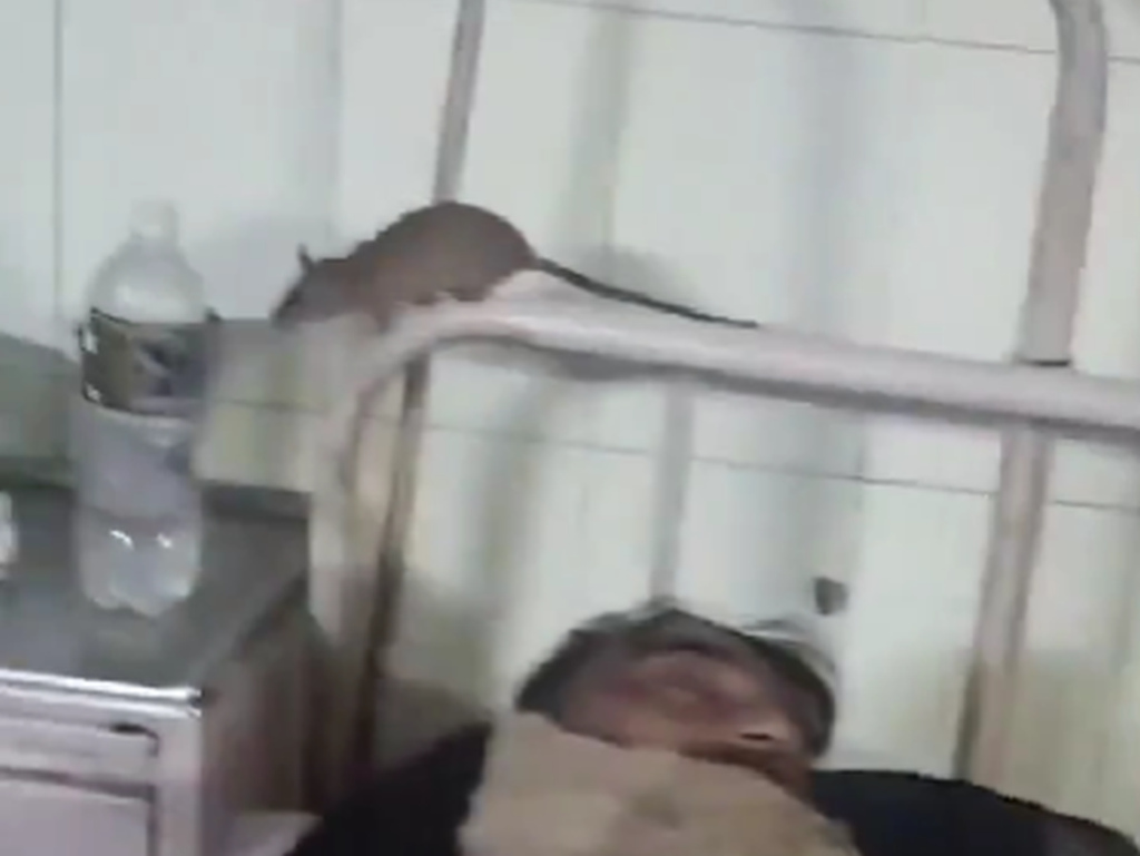 Jeziv snimak iz bolnice: Miševi šetaju oko pacijenata i lijekova