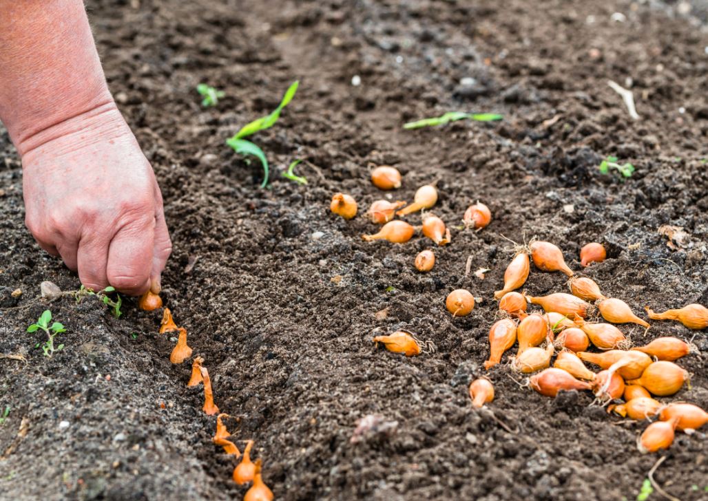 Još nije kasno: Evo do kada se u jesen može saditi luk