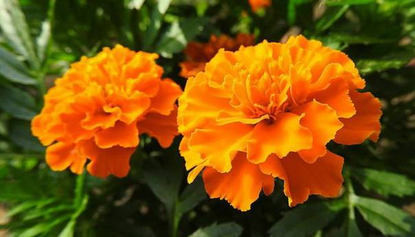 Kadifica, ukras i lijek