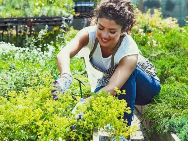 Kako postići rezultate u vrtu: Kvasac kao čudo za biljke!