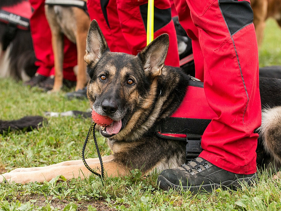 Kako psi osjećaju katastrofe: Nauka objašnjava njihove nevjerovatne moći