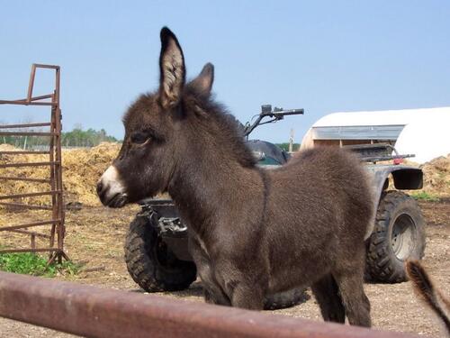 Kako se zove mladunče magarca? Nije ono što vam prvo padne na pamet