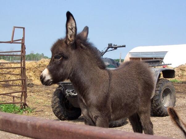 Kako se zove mladunče magarca? Nije ono što vam prvo padne na pamet