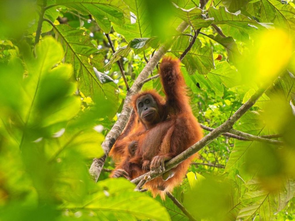 Katastrofa: Poplave i klizišta uništili dio populacije rijetkih orangutana