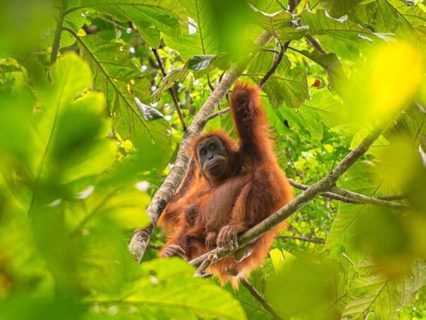 Katastrofa: Poplave i klizišta uništili dio populacije rijetkih orangutana