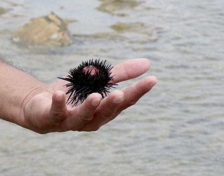 Kažnjen nakon što je uhvaćen sa 2.500 morskih ježeva