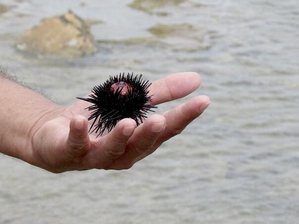 Kažnjen nakon što je uhvaćen sa 2.500 morskih ježeva