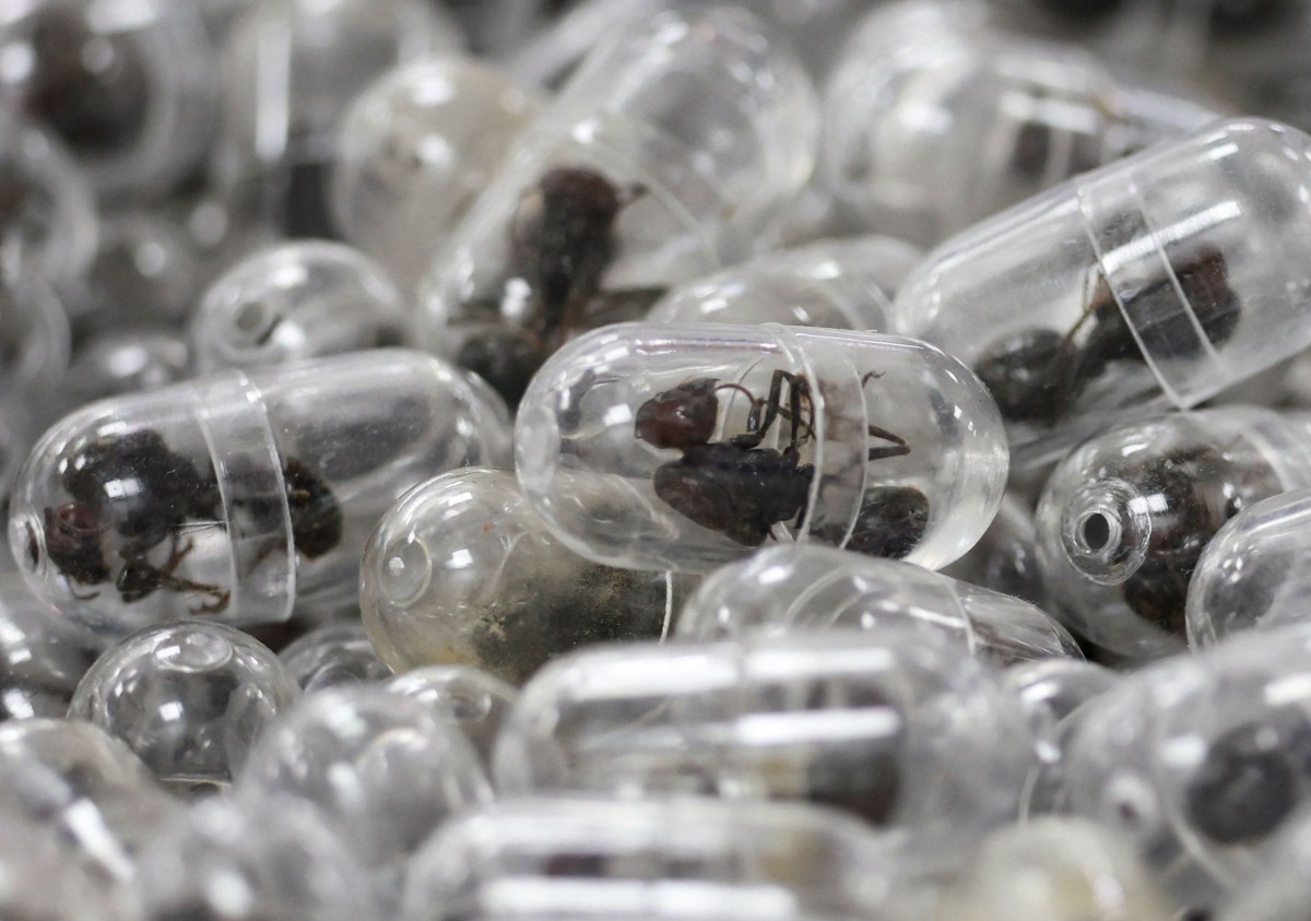 Kinez pokušao prokrijumčariti 2.200 mrava u torbi, osuđen je