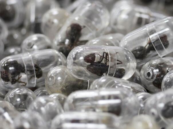 Kinez pokušao prokrijumčariti 2.200 mrava u torbi, osuđen je