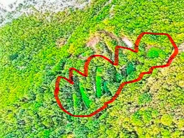 Kod Drežnice otkrivena ogromna plantaža kanabisa