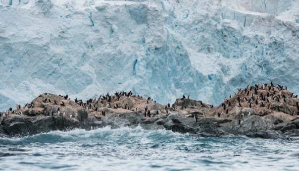 Kolonije pingvina na Antarktici smanjile se do 77 posto