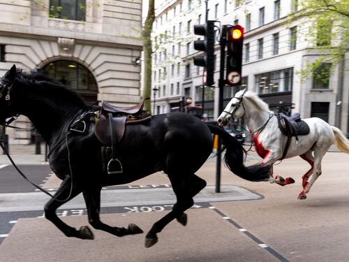 Konji pobjegli sa vježbe, projurili centrom Londona