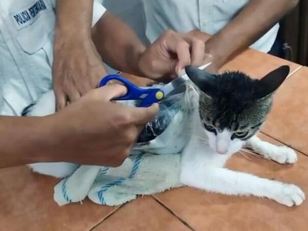 Kostarika: Dileri koristili mačku za dilanje droge u zatvor, uhvaćena je