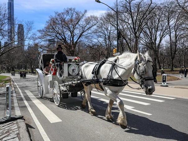 Kraj jedne od najpoznatijih atrakcija New Yorka: Central Park ostaje bez kočija s konjima