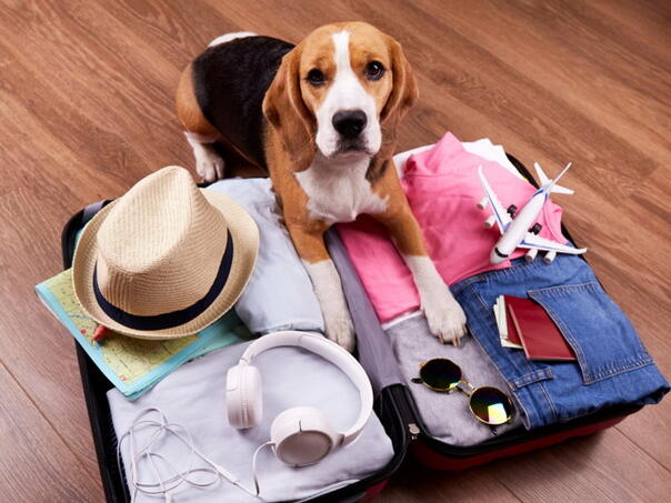 Kućni ljubimci se tretiraju kao "prtljag" u avioprevozu