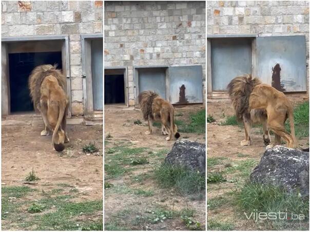 Lav u Pionirskoj dolini izgleda zastrašujuće loše, šta se dešava?