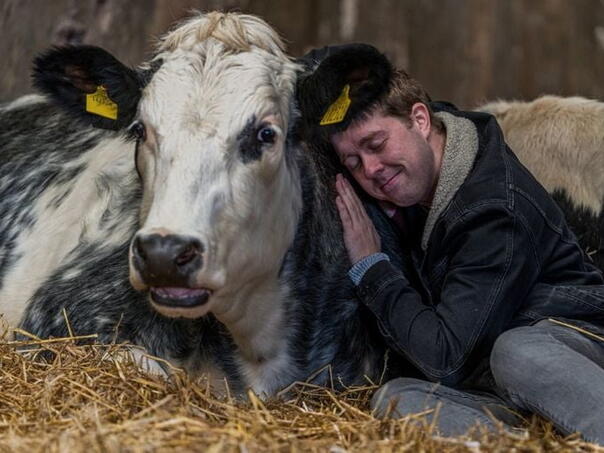 Lijek protiv stresa - druženje sa kravama