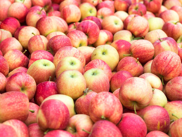 Lopovi u Hrvatskoj ukrali tone jabuka