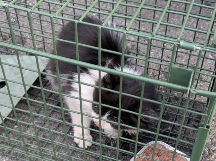 Mačić preživio sedmodnevno putovanje iz Turske u Njemačku u kamionu