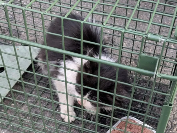 Mačić preživio sedmodnevno putovanje iz Turske u Njemačku u kamionu