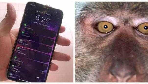 Majmun ukrao telefon pa snimio selfie