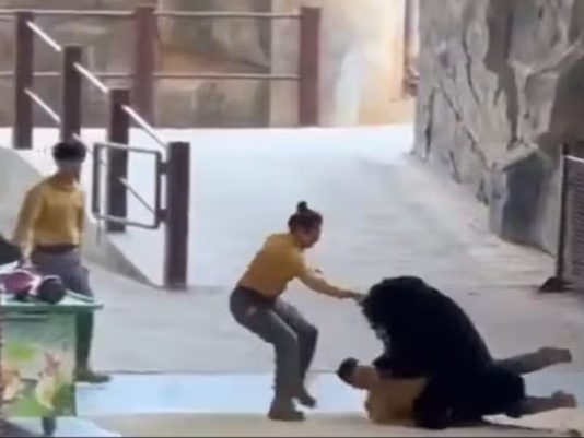 Medvjed napao čuvara zoološkog vrta u kineskom Hangzhou