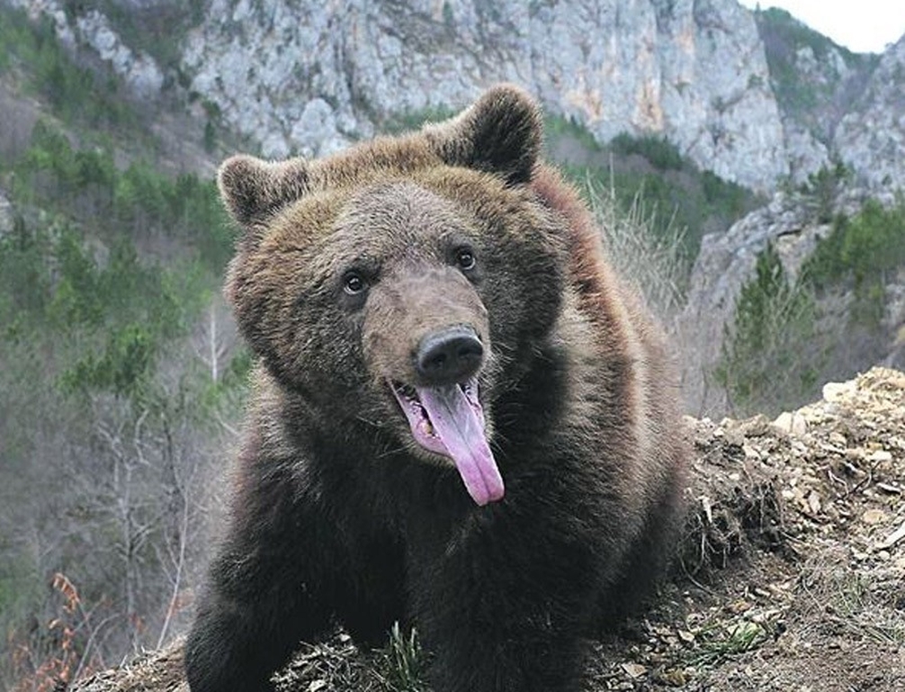 Medvjed ušao u baštu i ubio ženu