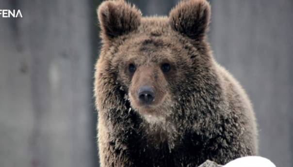Medvjedi u Pionirskoj dolini nisu u zimskom snu