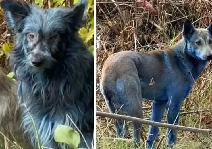 Misterija plavih pasa iz Černobila: Naučnici imaju objašnjenje