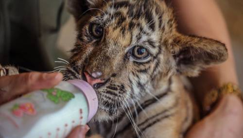 Mladunci bengalskog tigra osvajaju srca posjetilaca Parka lavova