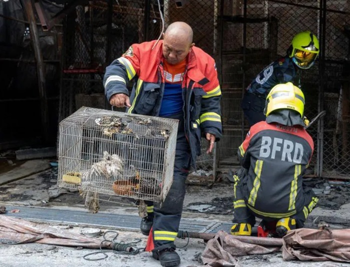 Mnoštvo životinja stradalo u požaru na poznatoj pijaci kućnih ljubimaca u Bangkoku