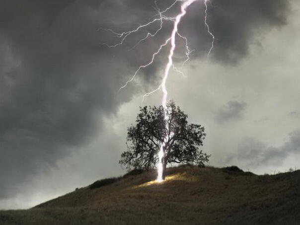 Munje su odgovorne za smrt stotina miliona stabala