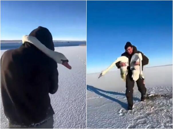 Muškarac spasio zaleđeni par labudova, mužjak bio sve vrijeme uz ženku