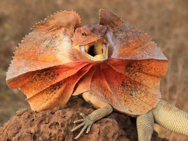 Muškarac u kesicama kokica pokušao krijumčariti reptile