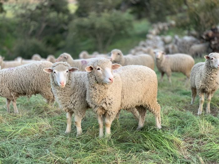 Na četiri farme u RS otkrivena bolest plavog jezika