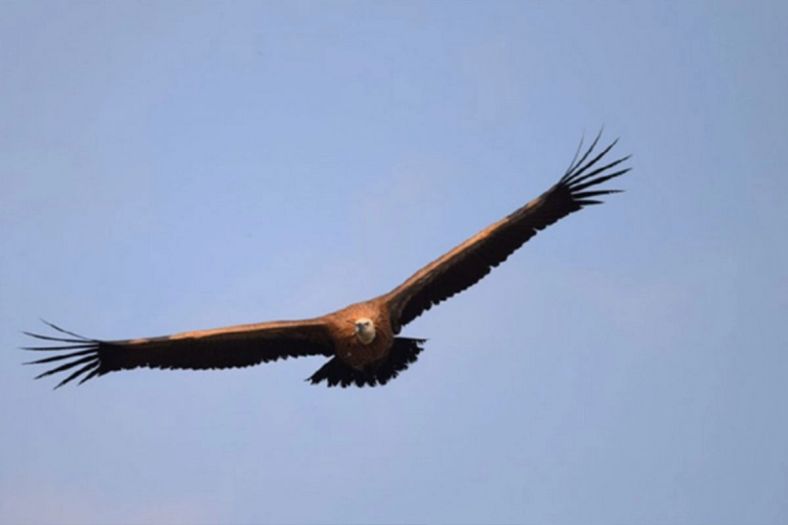 Na hrvatskom ostrvu živi ptica koja je veća od čovjeka