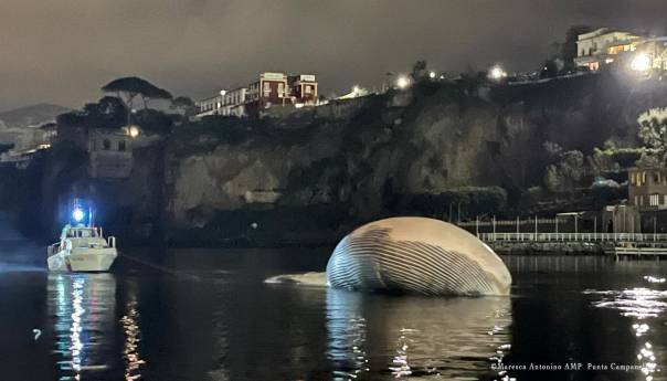 Na obalu izvučeno tijelo jednog od najvećih kitova pronađenih na Mediteranu