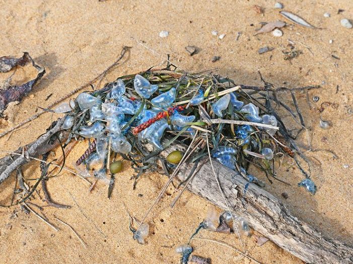 Na plaži u Australiji snimljeno misteriozno stvorenje